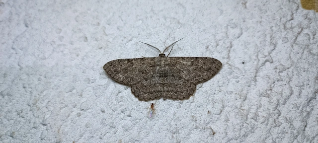 Hypomecis punctinalis - pettyes faaraszoló
