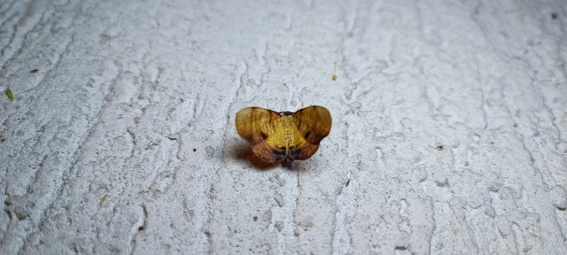 Plagodis dolabraria - baltaszárnyú araszoló