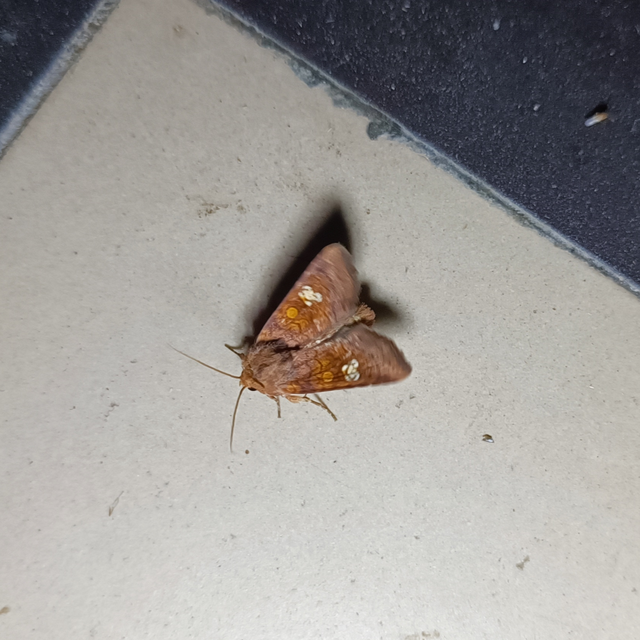 Amphipoea oculea - nagyfoltú lápibagoly