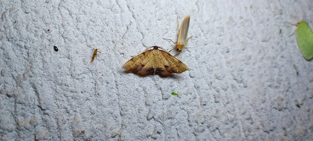 Plagodis dolabraria - baltaszárnyú araszoló