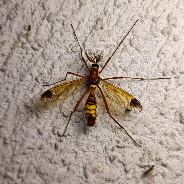 Ctenophora ornata - sárga fésűsszúnyog