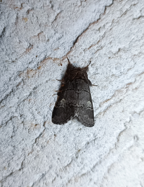 Drymonia querna - tölgyfa-púposszövő
