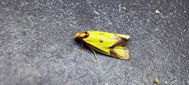 Agapeta zoegana - barnacsíkos sárgamoly