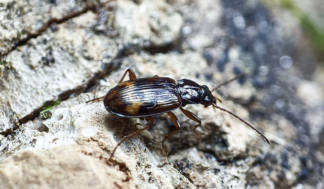Bembidion dentellum - sárgaszalagos gyorsfutó