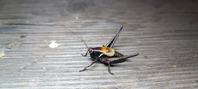 Pholidoptera aptera - nagy avarszöcske