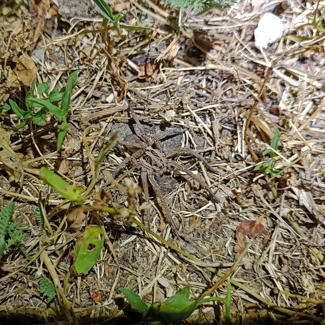 Hogna radiata - réti farkaspók