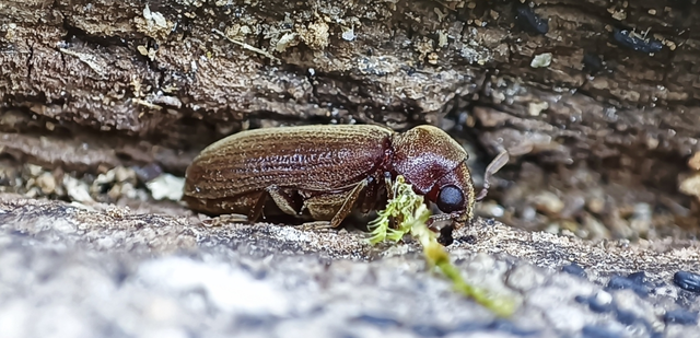 Ptinidae - tolvajbogarak