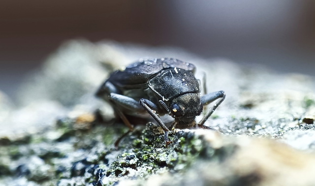 Potamophilus acuminatus - nagy karmosbogár