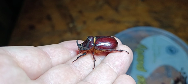 Oryctes nasicornis - orrszarvú bogár
