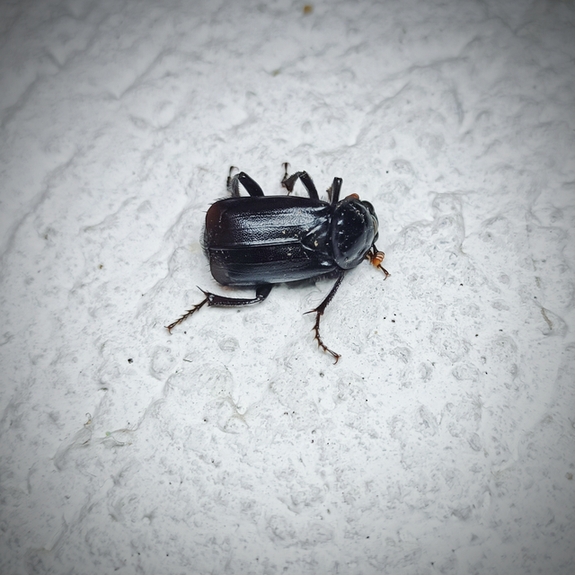 Nicrophorus humator - fekete temetőbogár