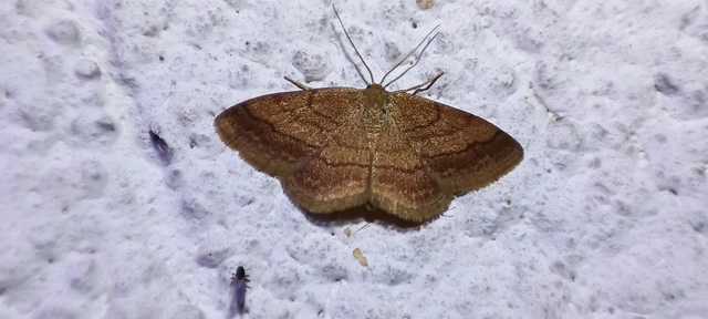 Scopula rubiginata - réti pirosaraszoló