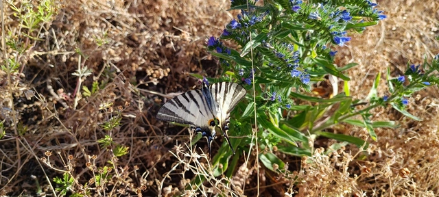 Iphiclides podalirius - kardoslepke