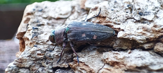 Chrysobothris affinis - aranypettyes díszbogár