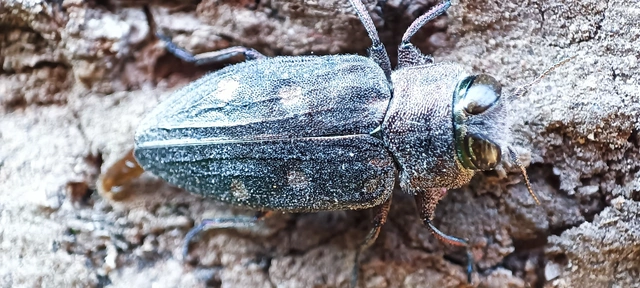 Chrysobothris affinis - aranypettyes díszbogár