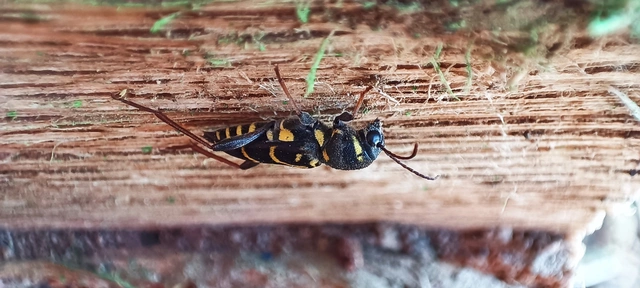 Xylotrechus antilope - fürge darázscincér