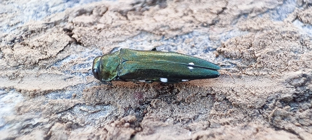 Agrilus biguttatus - kétpettyes karcsúdíszbogár