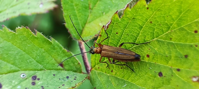 Oedemera podagrariae - székfű-álcincér