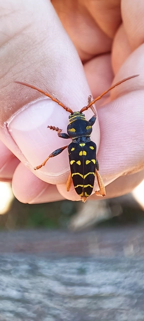 Plagionotus arcuatus - bársonyos darázscincér