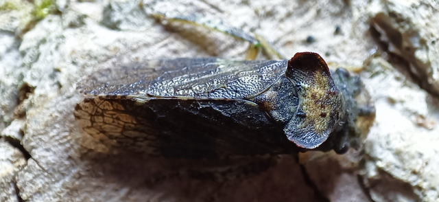 Ledra aurita - füleskabóca