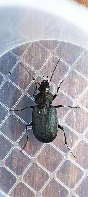 Chlaenius tristis - fekete bűzfutó