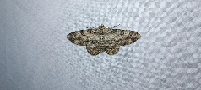 Ascotis selenaria - holdas faaraszoló
