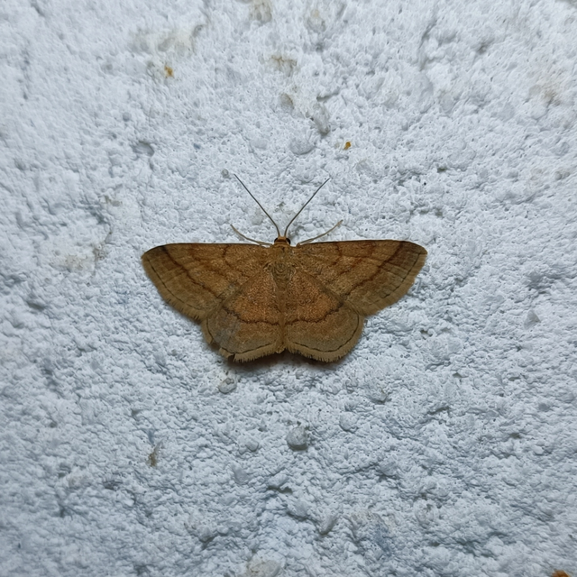 Scopula rubiginata - réti pirosaraszoló
