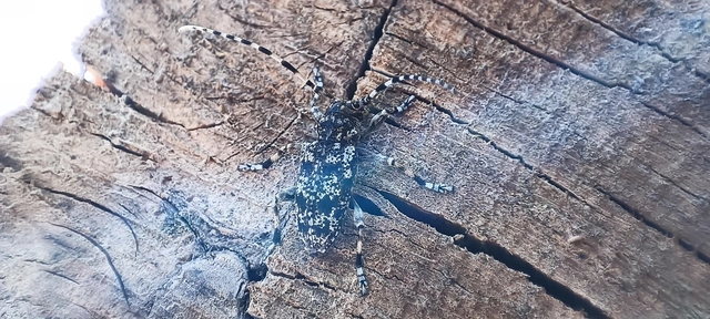 Aegomorphus clavipes - tarka cincér Aegomorphus clavipes - tarka cincér