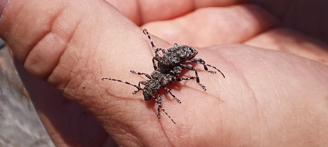 Aegomorphus clavipes - tarka cincér Aegomorphus clavipes - tarka cincér