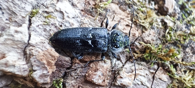 Hylotrupes bajulus - házicincér