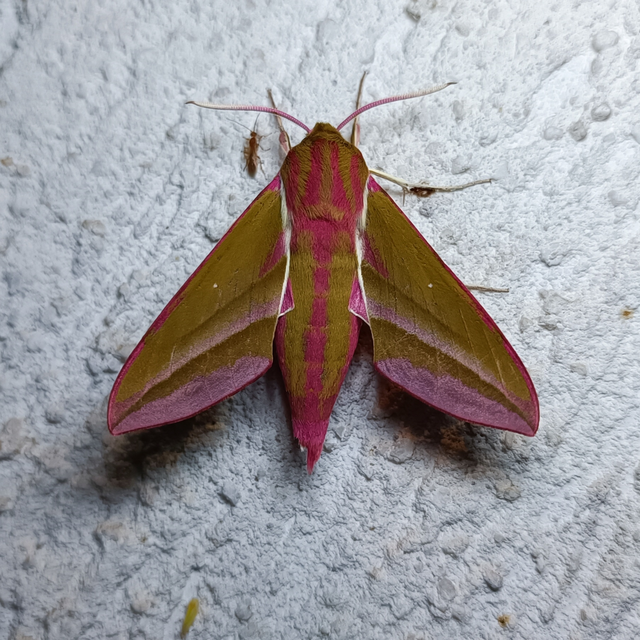 Deilephila elpenor - szőlőszender