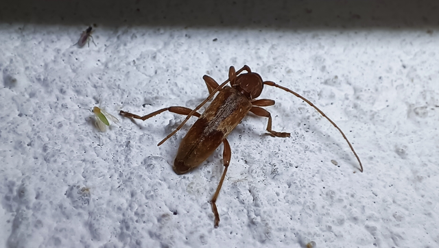 Trichoferus pallidus - sápadt éjicincér