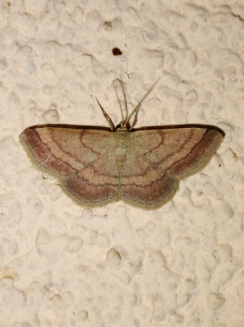 Scopula rubiginata - réti pirosaraszoló