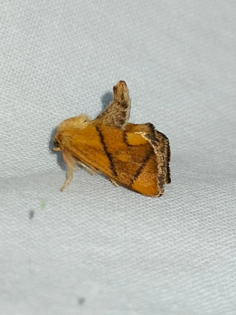 Apoda limacodes - kagylólepke