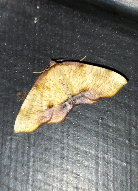 Plagodis dolabraria - baltaszárnyú araszoló
