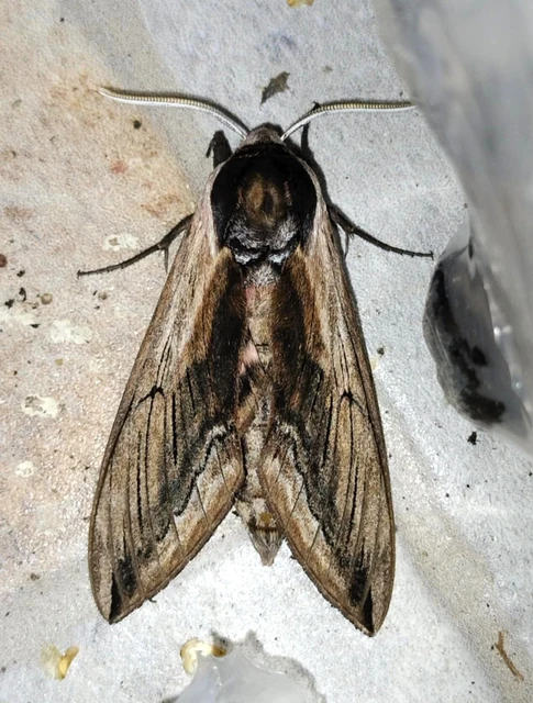Sphinx ligustri - fagyalszender