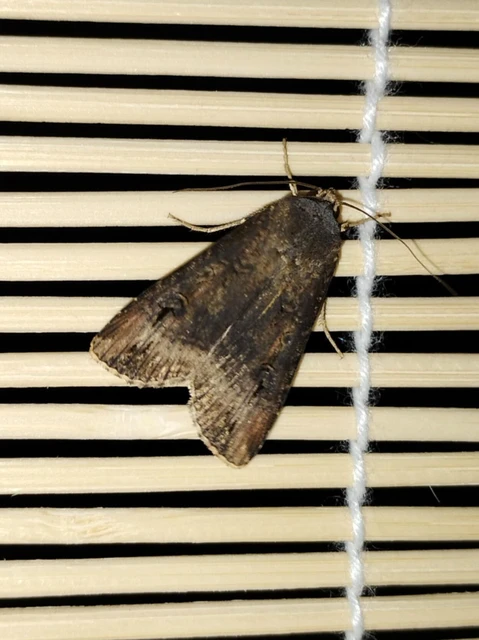 Agrotis ipsilon - nagy földibagoly