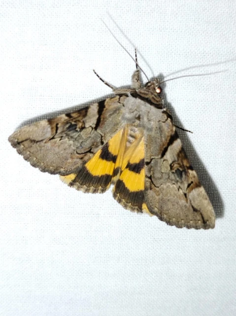 Catocala hymenaea - kökény-övesbagoly