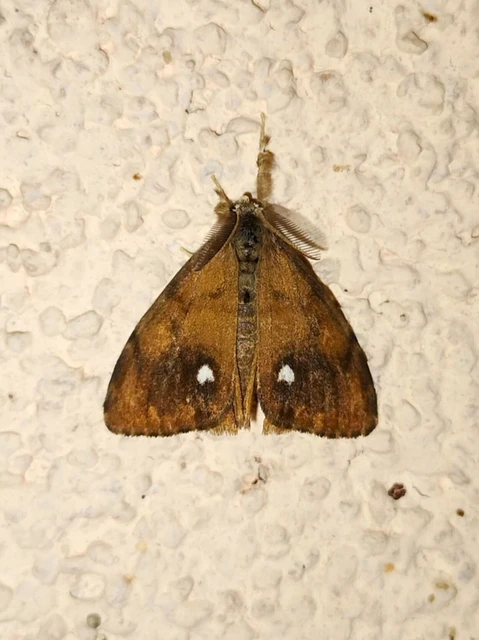Orgyia antiqua - rozsdabarna kisszövő