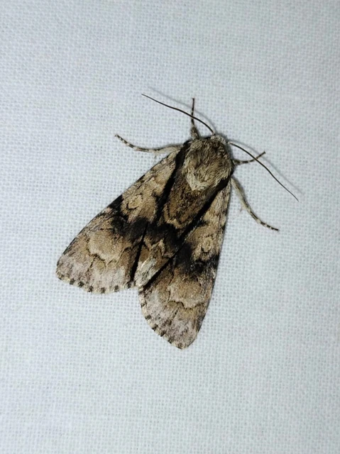 Acronicta alni - éger-szigonyosbagoly