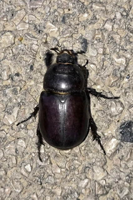 Oryctes nasicornis - orrszarvú bogár