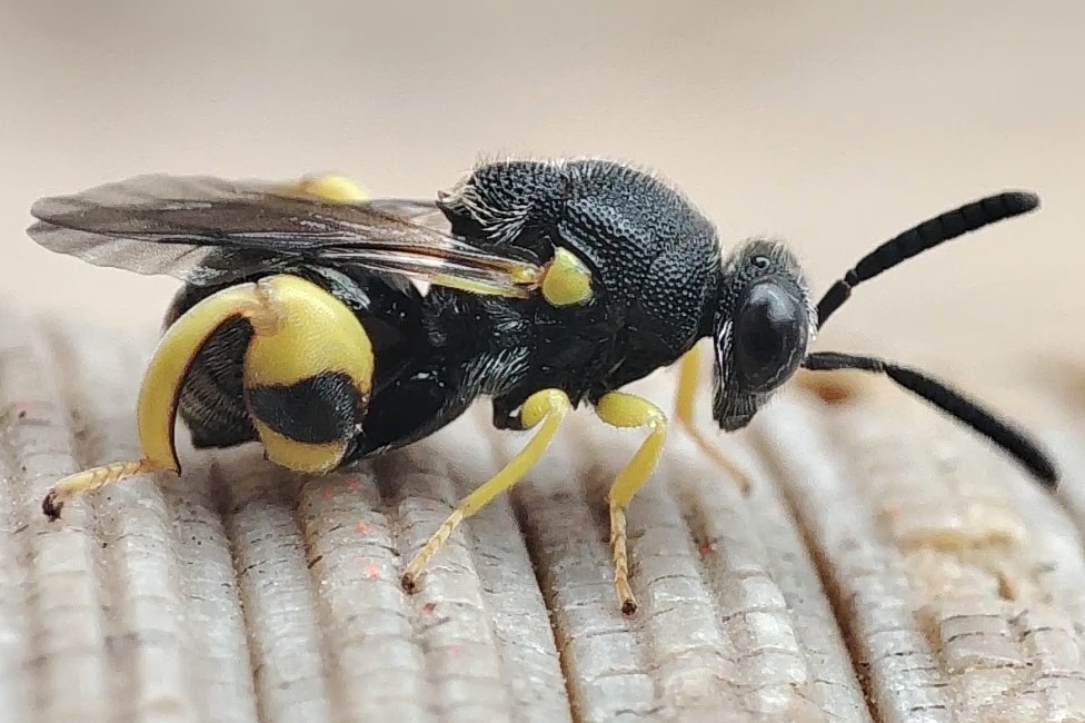 Brachymeria femorata