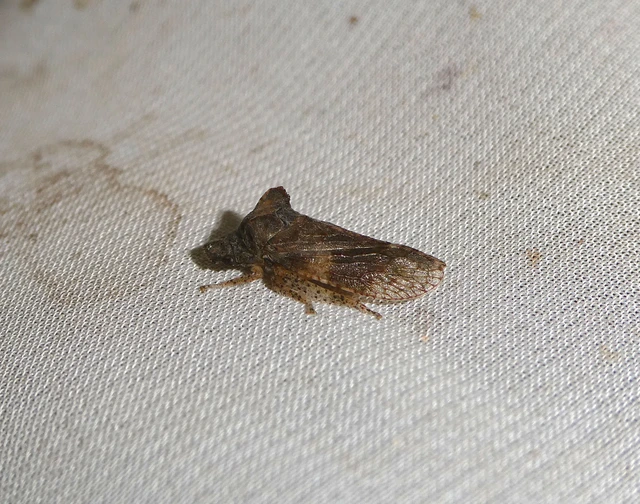 Ledra aurita - füleskabóca
