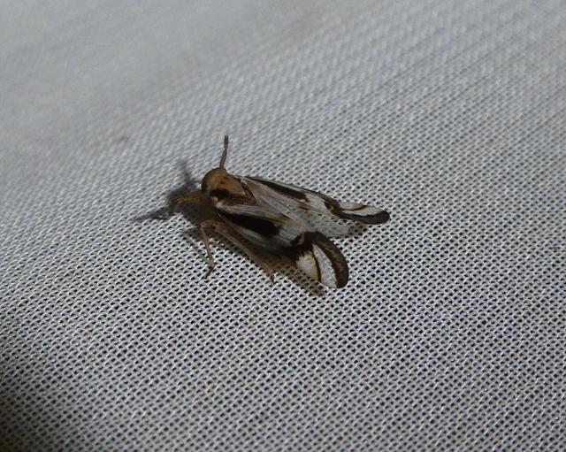 Delphax crassicornis