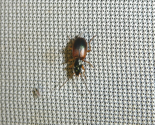 Anchomenus dorsalis - hátfoltos kisfutó