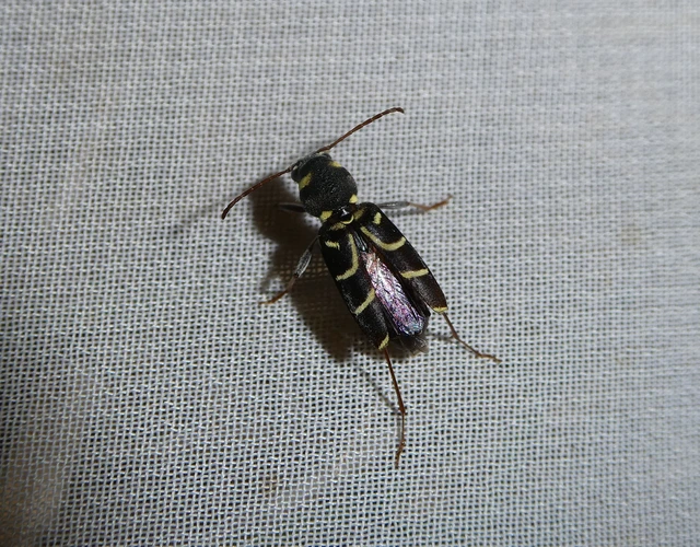 Xylotrechus antilope - fürge darázscincér
