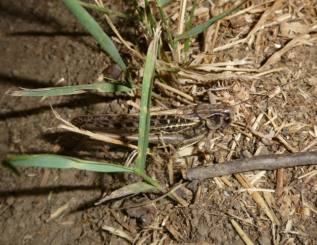 Decticus verrucivorus - szemölcsevő szöcske