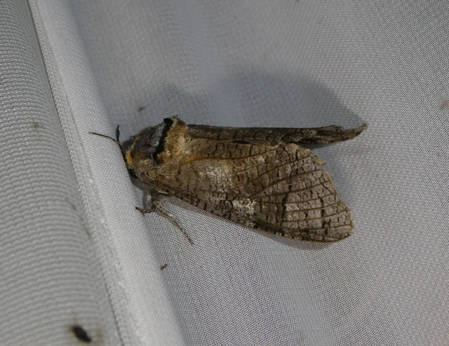Cossus cossus - fűzfarontólepke
