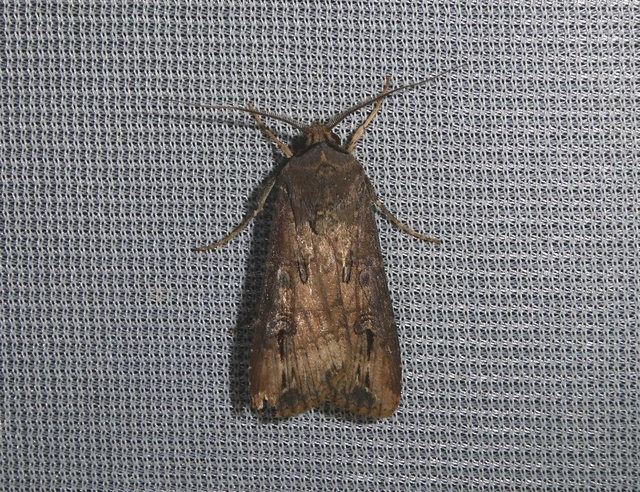 Agrotis ipsilon - nagy földibagoly