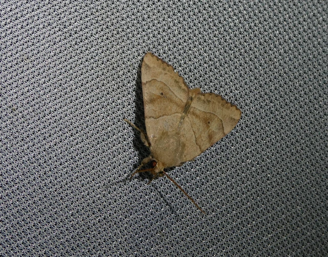 Cosmia trapezina - közönséges lombbagoly