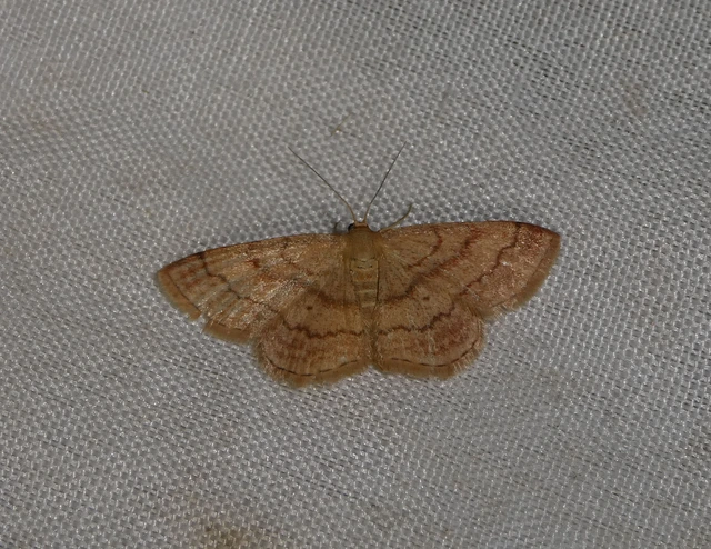 Scopula rubiginata - réti pirosaraszoló